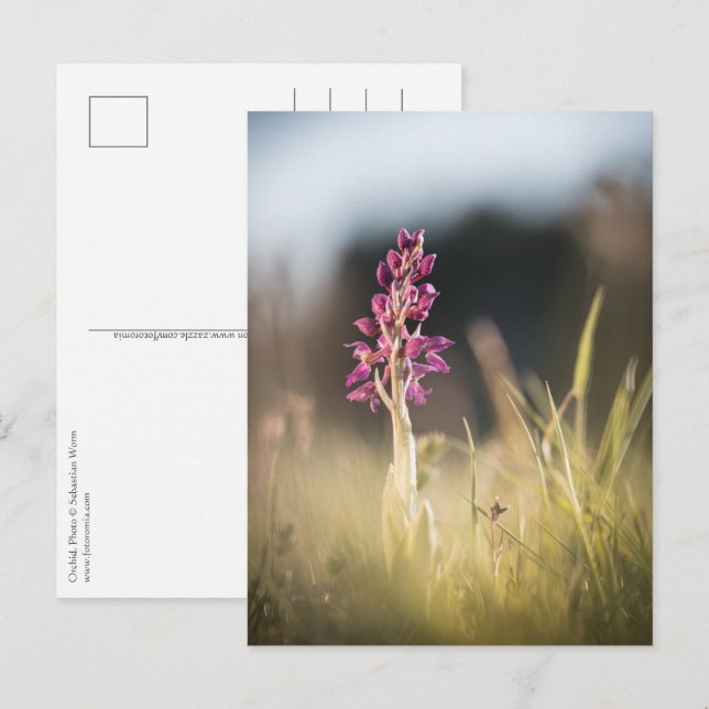 Carte Postale Photo de nature d'orchidée (Devant / Derrière)