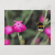 Photo de nature estivale de fleur sauvage rose et 