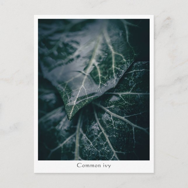 Carte Postale Photo de nature florale (Devant)