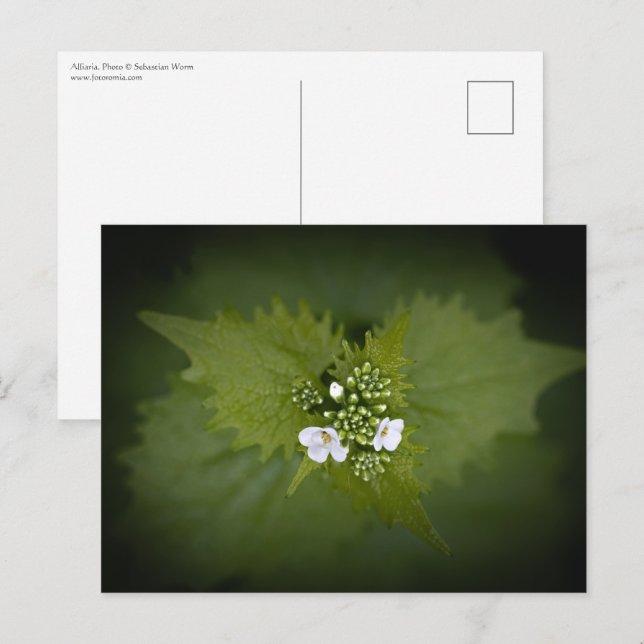 Carte Postale Photo de nature florale (Devant / Derrière)