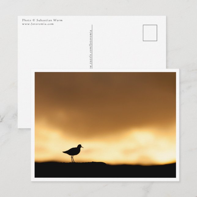 Carte Postale Photo de nature Rotschenkel (Devant / Derrière)