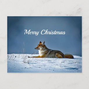 Carte Postale Photo de neige Coyote Noël