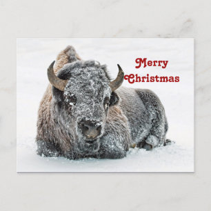 Carte Postale Photo de neige de Buffle Faune Noël