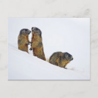Photo de neige des marmottes