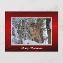 Photo de neige du loup sauvage Noël