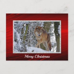 Carte Postale Photo de neige du loup sauvage Noël