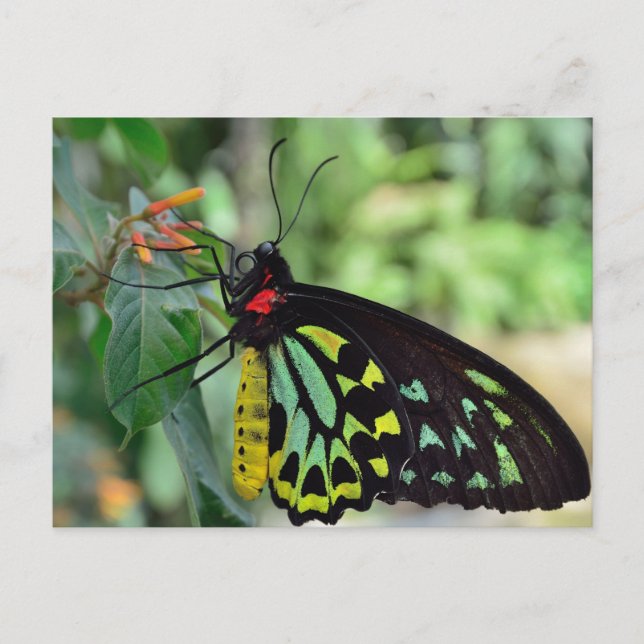 Carte postale photo de papillon Cairns Birdwing (Devant)