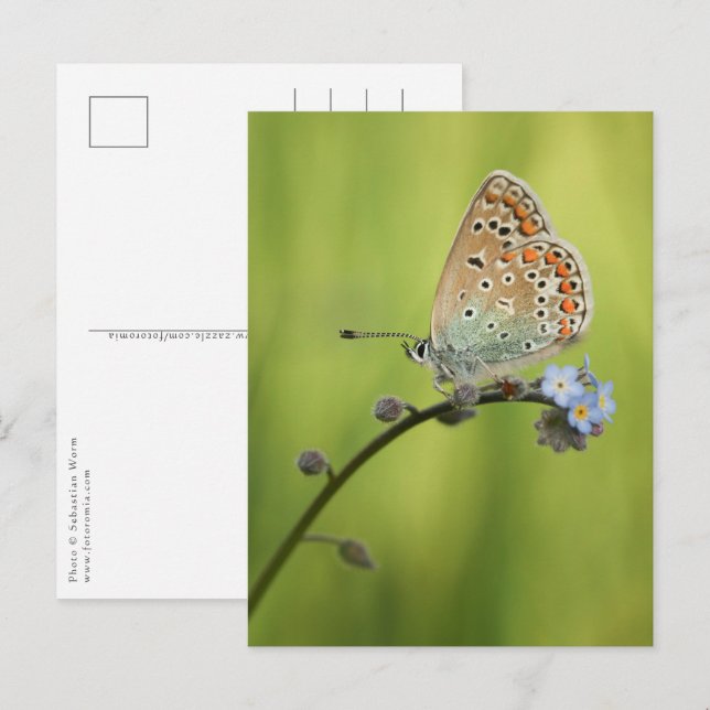Carte Postale Photo de papillon dans la nature (Devant / Derrière)