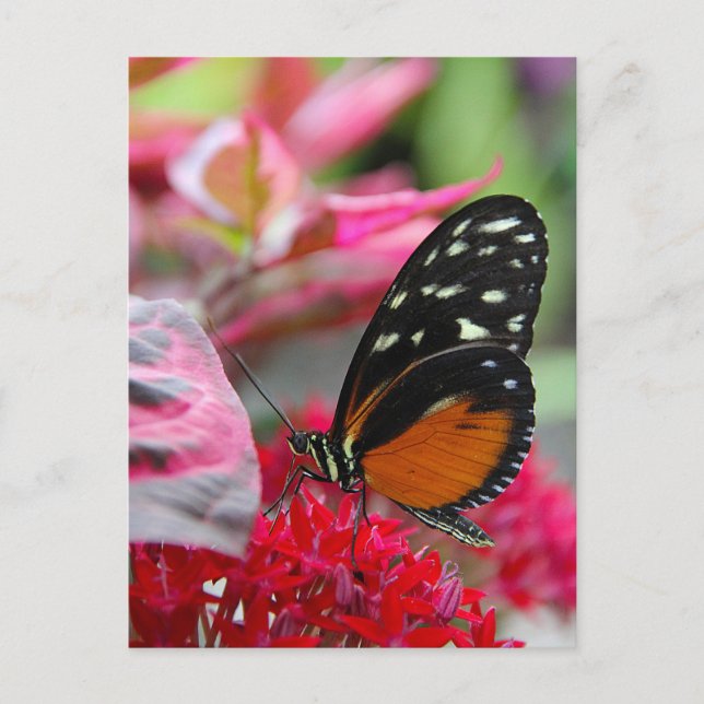 Carte postale photo de papillon sur fleurs rouges (Devant)