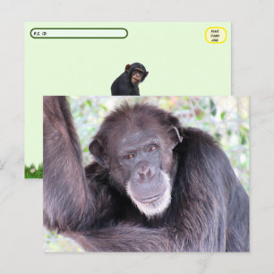 Carte Postale Photo de passage à niveau du Chimpanzé