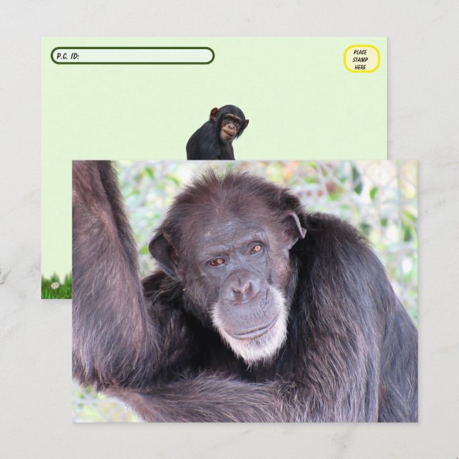 Carte Postale Photo de passage à niveau du Chimpanzé (Devant / Derrière)