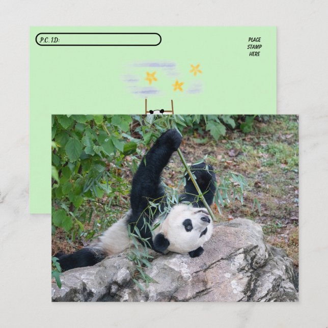 Carte Postale Photo de passage d'un panda géant (Devant / Derrière)