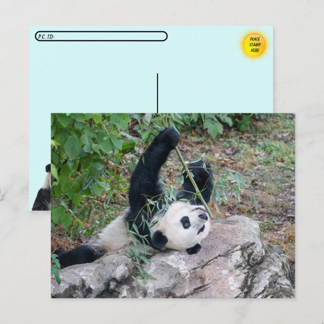 Carte Postale Photo de passage d'un panda géant (Devant / Derrière)
