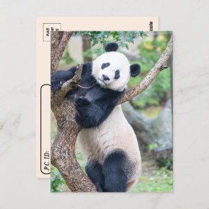 Carte Postale Photo de passage d'un panda géant