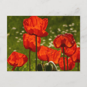 Carte Postale Photo de pavots lumineux de près