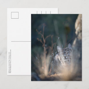 Carte Postale Photo de paysage du Nouveau-Mexique