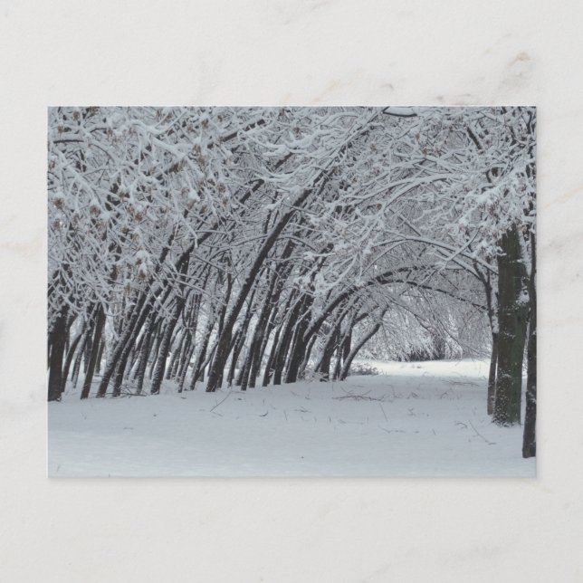 Carte postale photo de paysage hivernal (Devant)