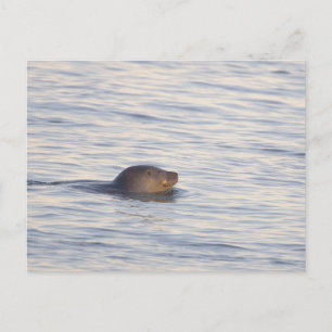 Carte postale photo de phoque dans l'océan
