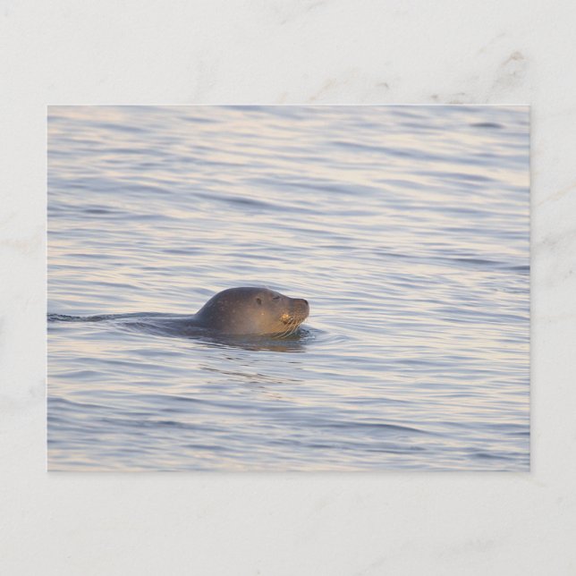 Carte postale photo de phoque dans l'océan (Devant)