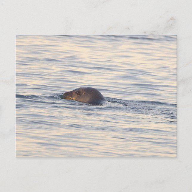 Carte postale photo de phoque en océan (Devant)