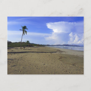 Carte Postale Photo de plage du Costa Rica avec un palmier 