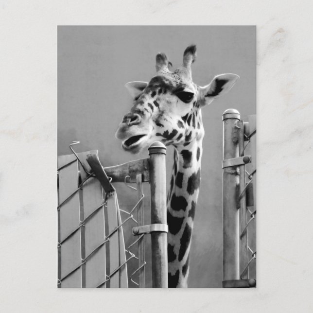 Carte Postale Photo de portrait de Giraffe (Devant)
