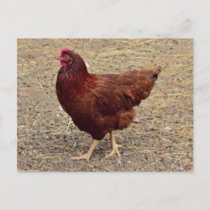 Carte postale photo de poulet