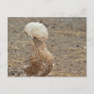 Carte postale photo de poulet