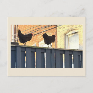 Carte postale photo de poulets