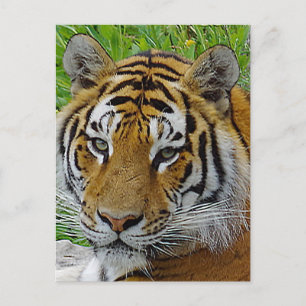 Carte Postale Photo de près du visage d'un Tigre de Sibérie