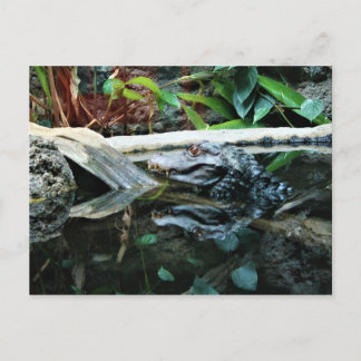 Carte Postale photo de réflexion de crocodile