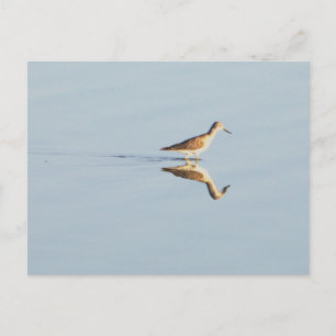 Carte postale photo de réflexion sur les oiseaux d
