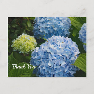 Carte Postale Photo de remerciement d'hortensia bleu floral