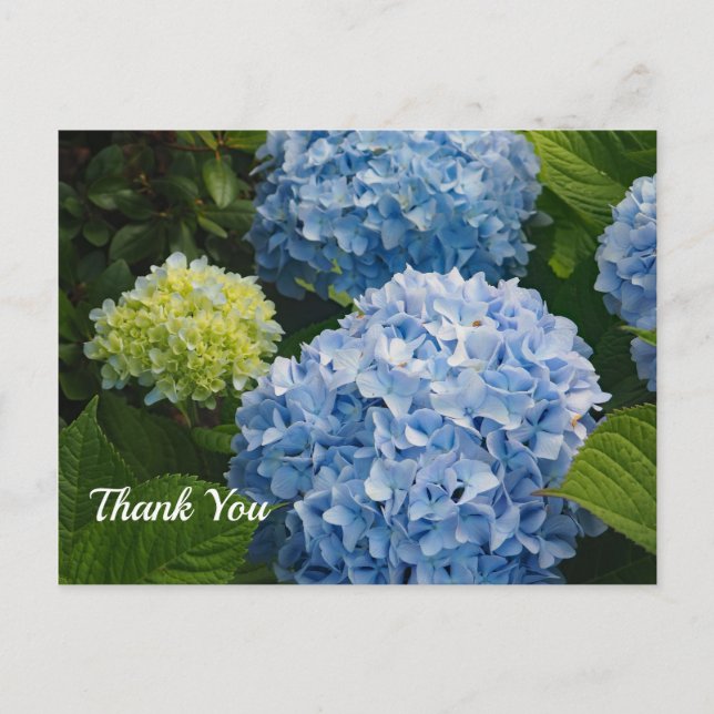 Carte Postale Photo de remerciement d'hortensia bleu floral (Devant)