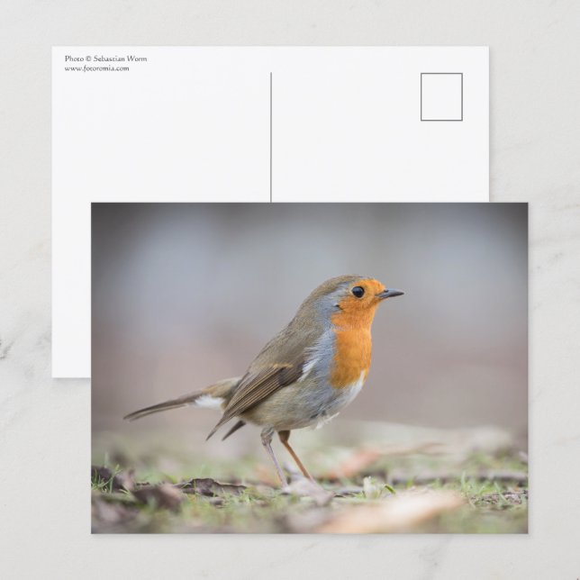 Carte Postale Photo de Robin dans la nature (Devant / Derrière)