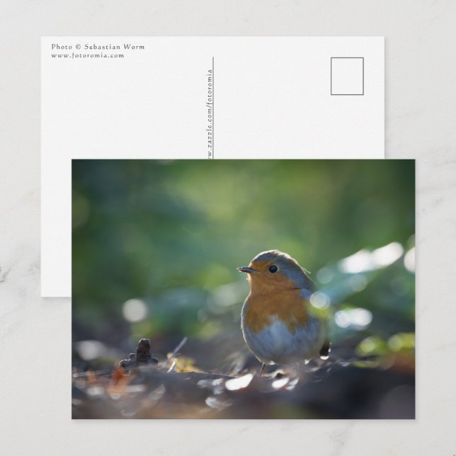 Carte Postale Photo de Robin dans la nature (Devant / Derrière)