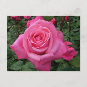 Carte Postale Photo de rose rose vif