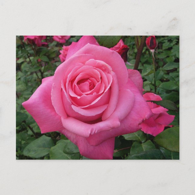 Carte Postale Photo de rose rose vif (Devant)
