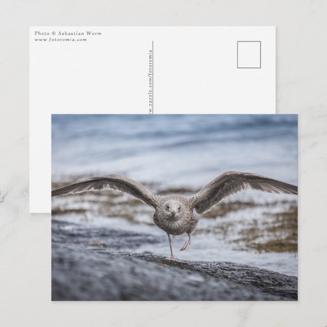 Carte Postale Photo de Seagull Nature (Devant / Derrière)