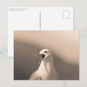 Carte Postale Photo de Seagull Nature