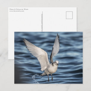 Carte Postale Photo de Seagull Nature