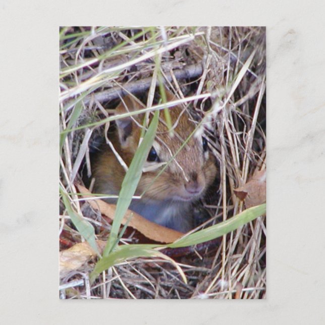 Carte Postale Photo de souris mignonne (Devant)