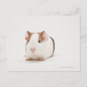 Carte Postale Photo de studio de Guinea Pig