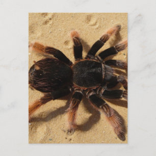 Carte Postale Photo de tarentule