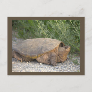 Carte postale photo de tortue