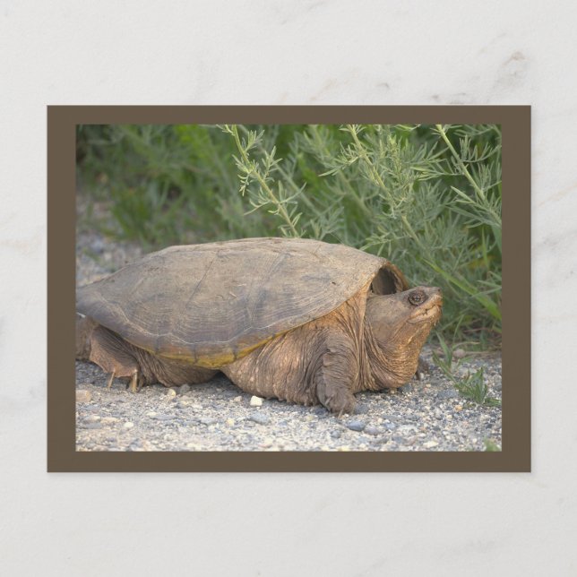 Carte postale photo de tortue (Devant)