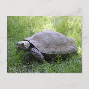 Carte Postale Photo de tortue Brown de la faune