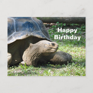 Carte Postale Photo de tortue terrestre pour anniversaire