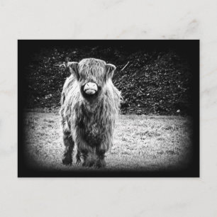 Carte Postale Photo de vache Shaggy Highland (noir et blanc)