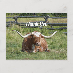 Carte Postale Photo de vache Texas Longhorn Merci